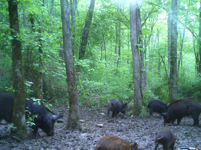 wild hogs in the obed
