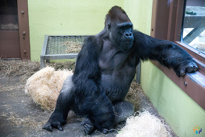 wanto gorilla zoo knoxville