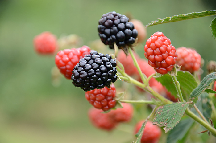 Specialty crop of blackberries