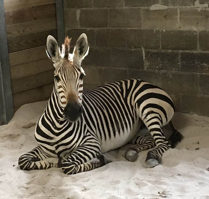 wiley zebra zoo knoxville