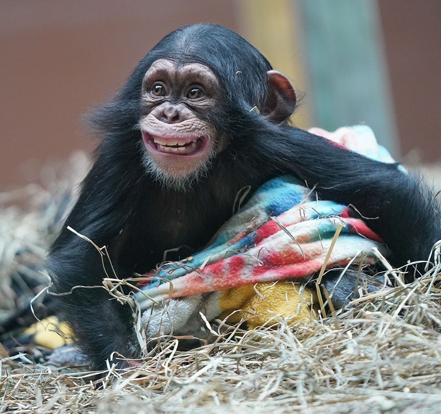 chimpanzee stevie zoo knoxville