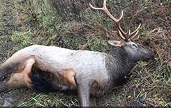 elk killed claiborne county