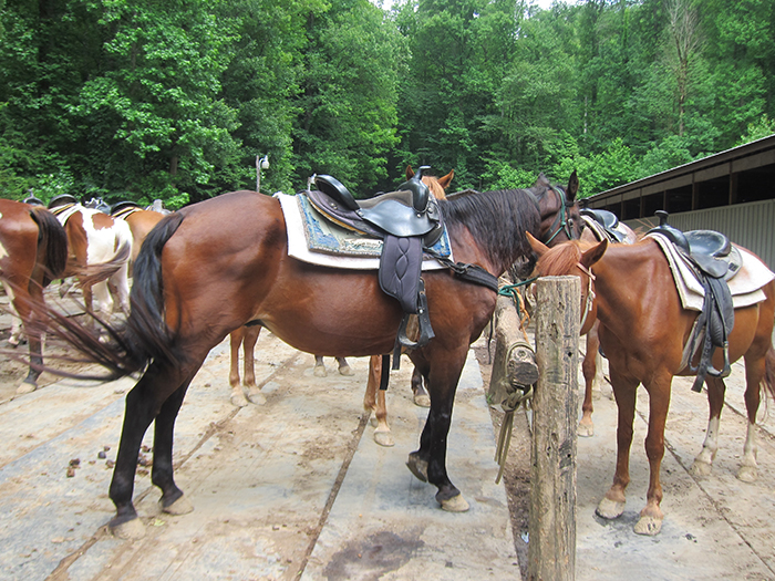 horseback riding stables great smoky mountains national park