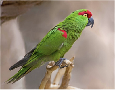 thick billed parrot