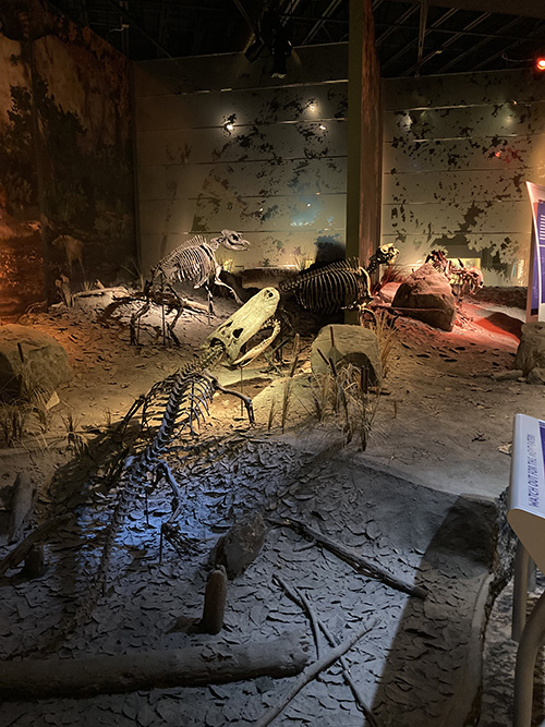 fossilized prehistoric alligator