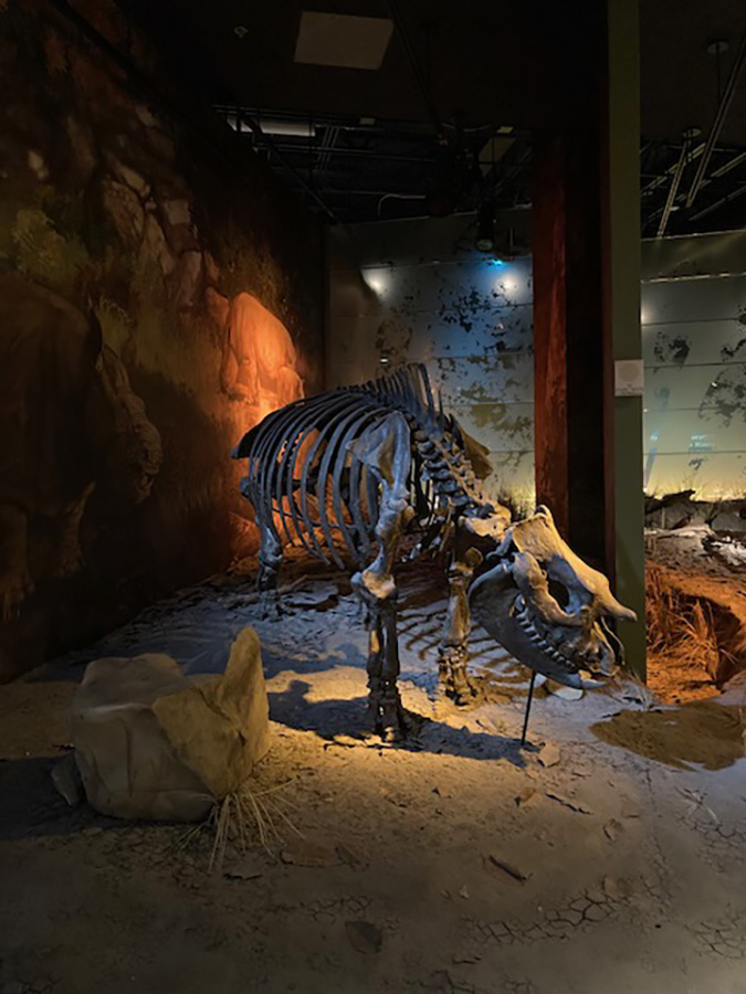 rhinoceros skeletal remains