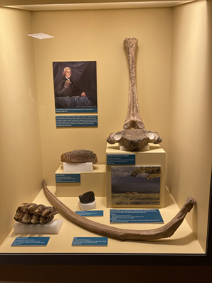 Mammoth and mastodone fossils