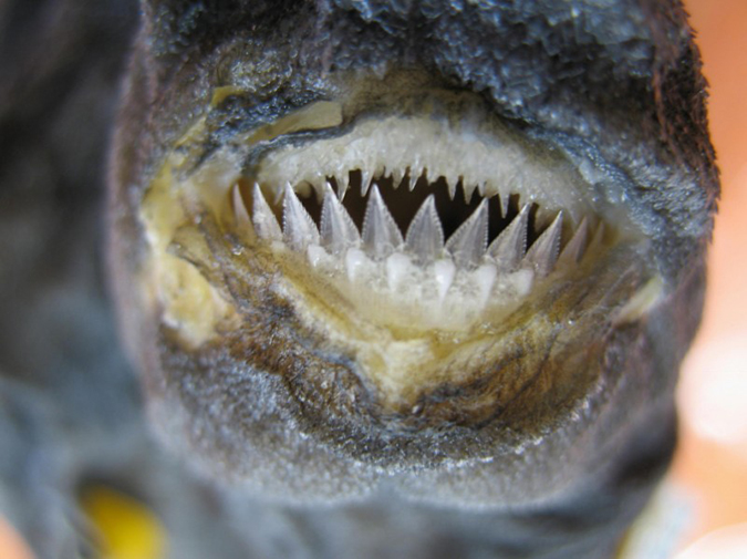 shark jaw morphology