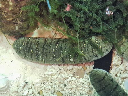 sea cucumbers