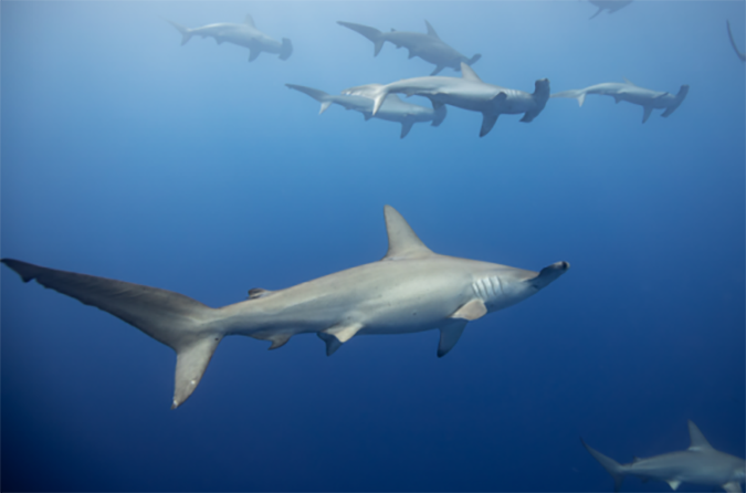 hammerhead sharks hawaii