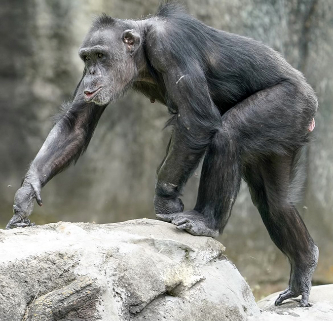 zoo knoxville chimpanzee binti