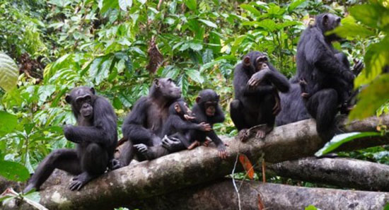 chimpanzees reconnaissance
