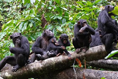 chimpanzees conduct reconnaissance
