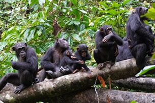 chimpanzees reconnaissance