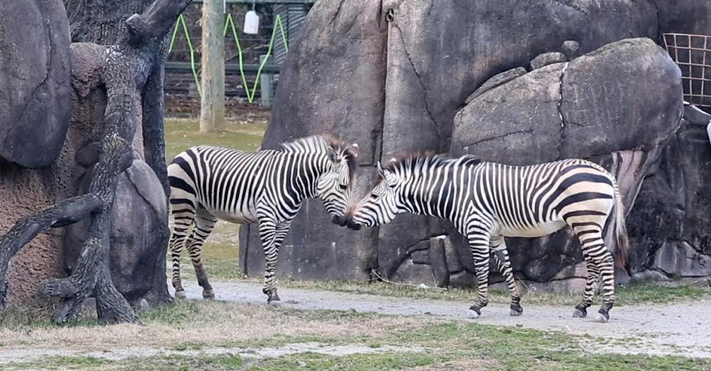 Zoo Knoxville zebras