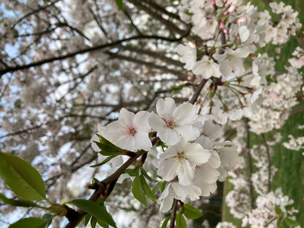 cherry blossoms