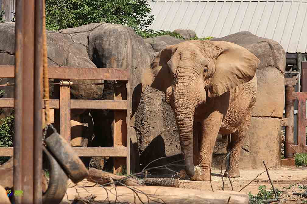 tonka elephant zoo knoxville