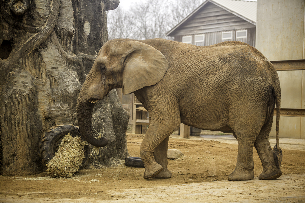 tonka elephant zoo knoxville