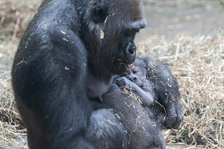 zoo knoxville gorilla pup