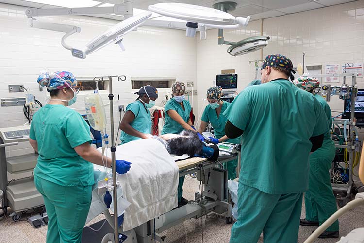 Mwelu the chimp surgery