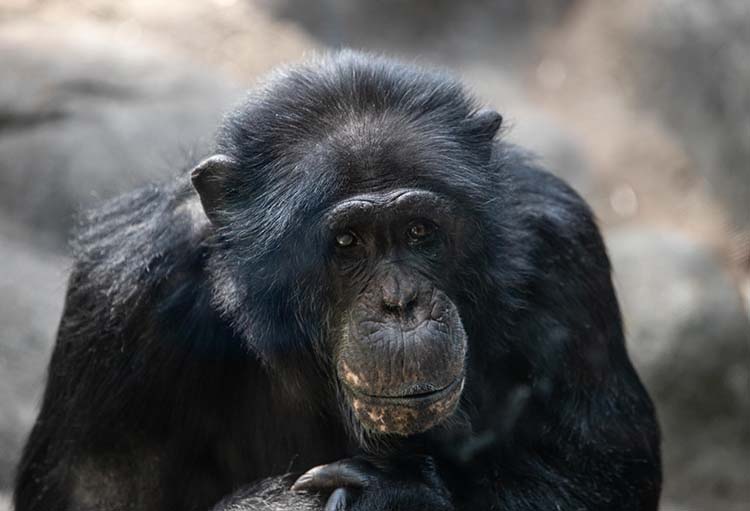 zoo knoxville chimpanzee