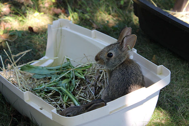 cottontail rabbit