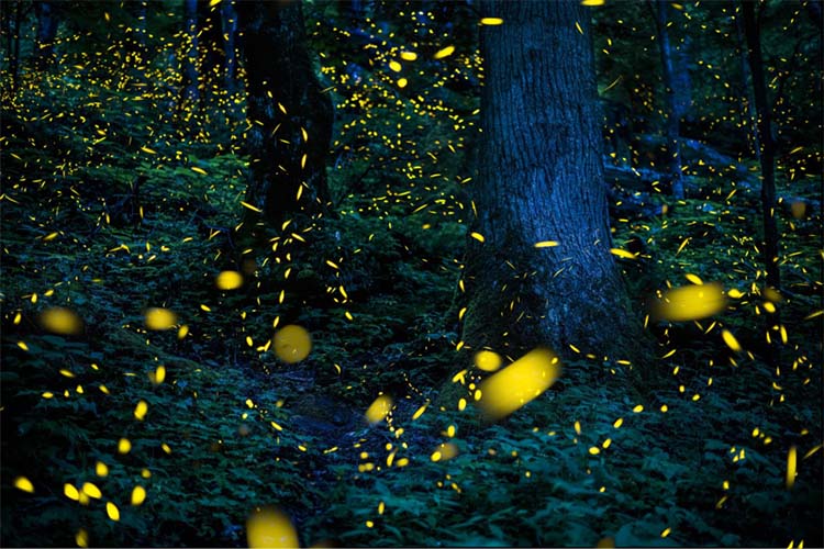 Synchronous firefly show