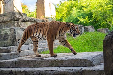 Zoo Knoxville tiger