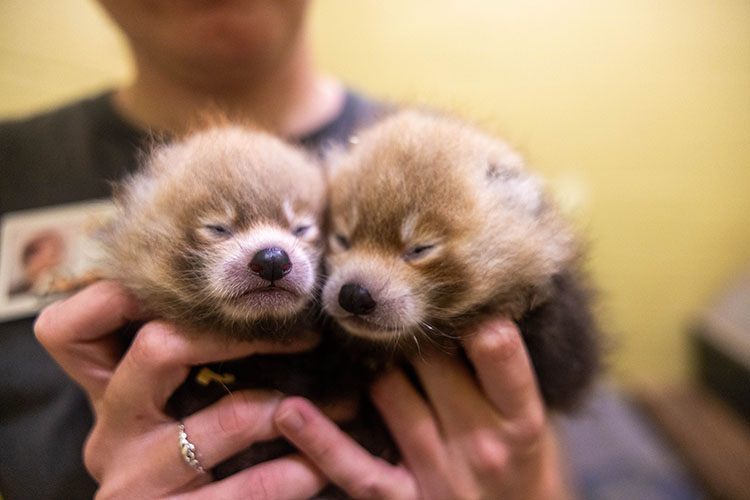 Zoo Knoxville red pandas