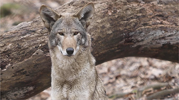 Zoo Knoxville animal