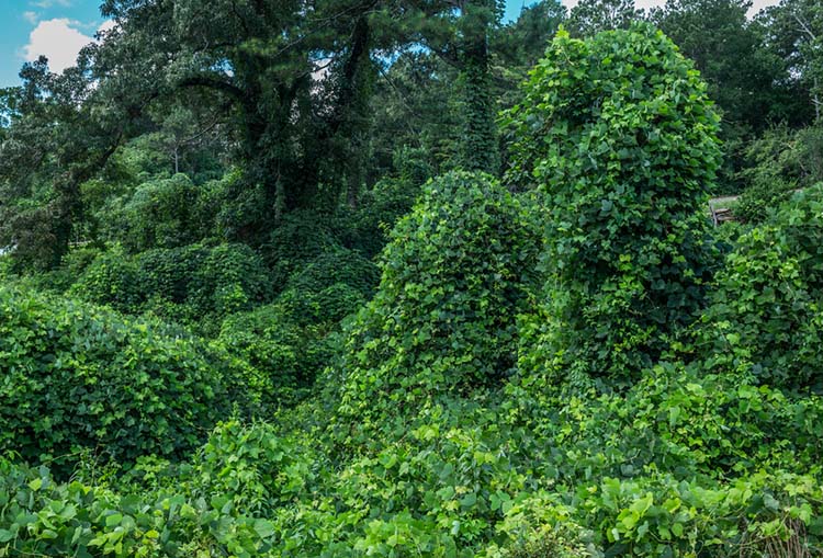 kudzu