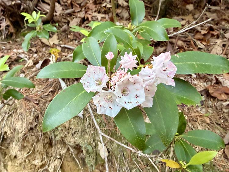 mountain laurel