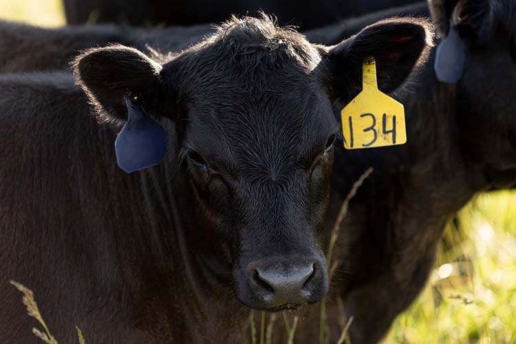 UT Northeast Beef Expo