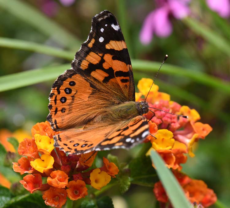 butterfly