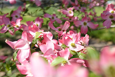 Dogwood dogwood tree