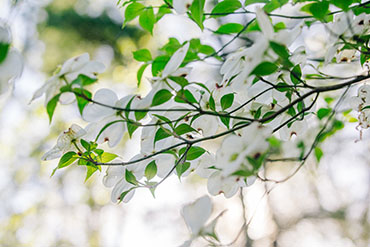 Dogwood tree