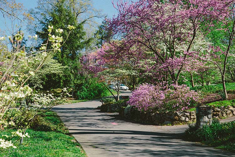 Dogwood Arts North Hills