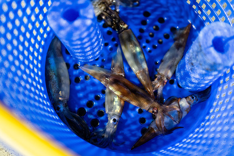 East Coast fisheries