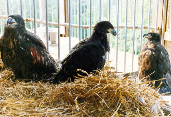 American Bald Eagles 