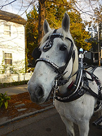 ben the rescue horse