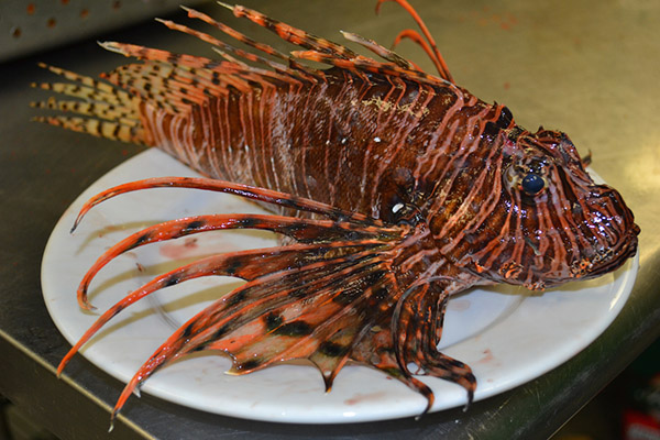 cooked lionfish