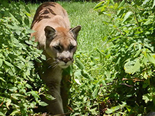 north carolina cougar