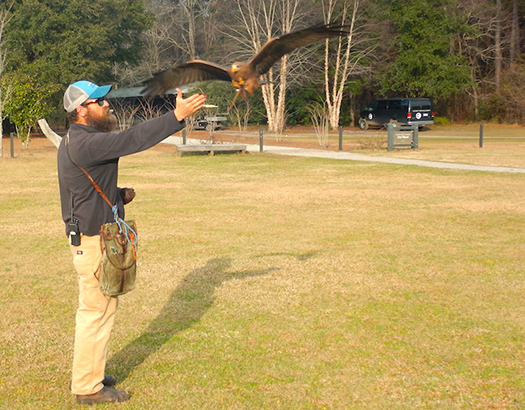 yellow billed kite