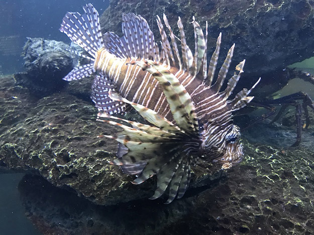 lionfish