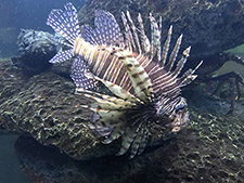 lionfish