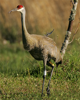 sandhill crane