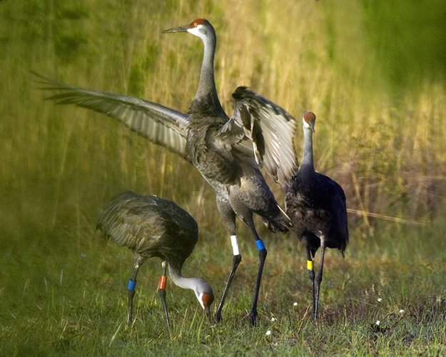 sandhill crane trio