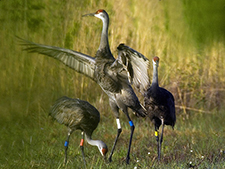 sandhill cranes