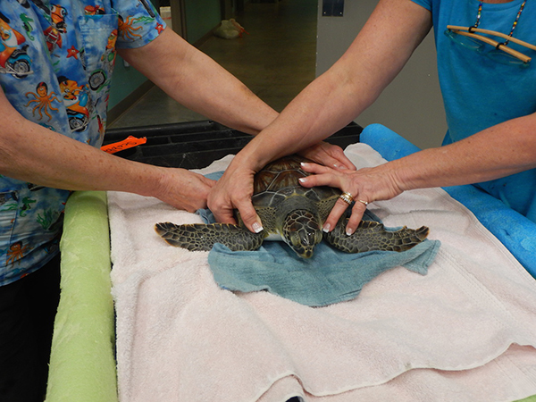 injured sea turtle