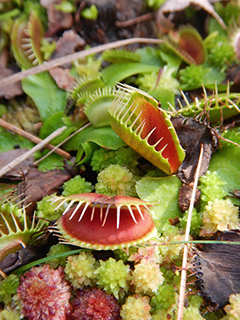 venus flytrap